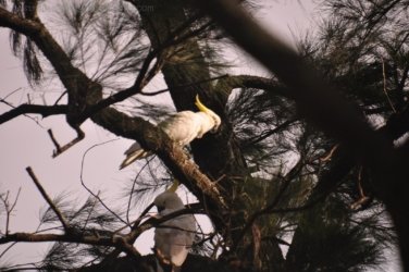 Jimna State Forest 028 DSC 0292 Jimna State Forest 028 DSC 0292