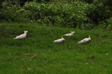 Jimna State Forest 032 DSC 0296 Jimna State Forest 032 DSC 0296