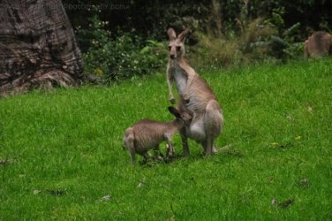 Jimna State Forest 036 DSC 0300 Jimna State Forest 036 DSC 0300