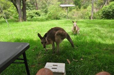 Jimna State Forest 040 DSC 0304 Jimna State Forest 040 DSC 0304