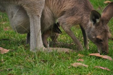 Jimna State Forest 052 DSC 0399 Jimna State Forest 052 DSC 0399