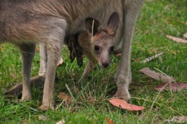 Jimna State Forest 053 DSC 0400 Jimna State Forest 053 DSC 0400