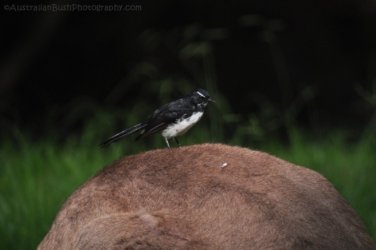 Jimna State Forest 077 DSC 0424 Jimna State Forest 077 DSC 0424