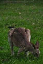 Jimna State Forest 085 DSC 0432 Jimna State Forest 085 DSC 0432
