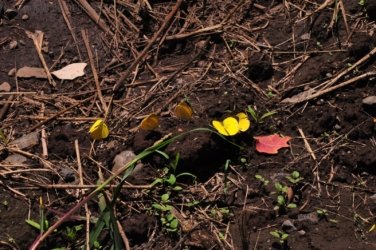 Lookout Walk Glen Rock State Forest 011 DSC 0590 Lookout Walk Glen Rock State Forest 011 DSC 0590