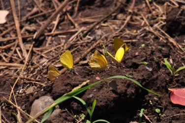 Lookout Walk Glen Rock State Forest 013 DSC 0594 Lookout Walk Glen Rock State Forest 013 DSC 0594
