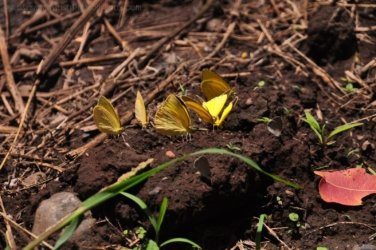 Lookout Walk Glen Rock State Forest 014 DSC 0595 Lookout Walk Glen Rock State Forest 014 DSC 0595