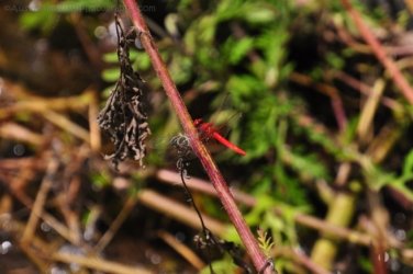 Lookout Walk Glen Rock State Forest 020 DSC 0605 Lookout Walk Glen Rock State Forest 020 DSC 0605