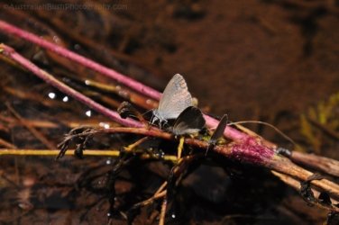 Lookout Walk Glen Rock State Forest 024 DSC 0609 Lookout Walk Glen Rock State Forest 024 DSC 0609