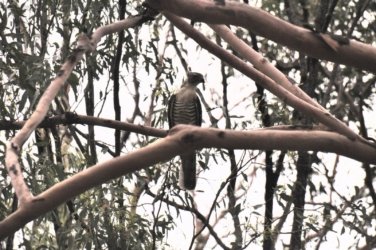 Rocky Knoll Lookout Hardings Paddock 005 DSC 0702 Rocky Knoll Lookout Hardings Paddock 005 DSC 0702