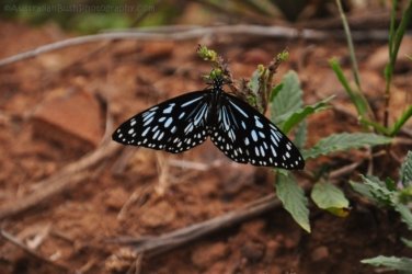 Rocky Knoll Lookout Hardings Paddock 025 DSC 0728 Rocky Knoll Lookout Hardings Paddock 025 DSC 0728