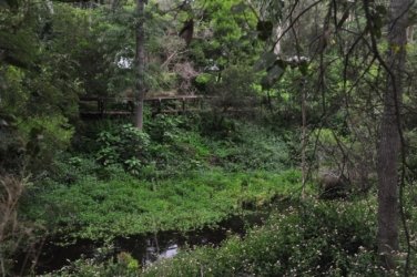Yabba Creek Curcuit Jimna State Forest 002 DSC 0385 Yabba Creek Curcuit Jimna State Forest 002 DSC 0385