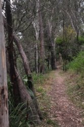 Yabba Creek Curcuit Jimna State Forest 003 DSC 0386 Yabba Creek Curcuit Jimna State Forest 003 DSC 0386