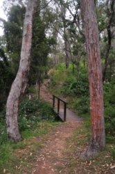 Yabba Creek Curcuit Jimna State Forest 004 DSC 0387 Yabba Creek Curcuit Jimna State Forest 004 DSC 0387