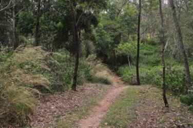 Yabba Creek Curcuit Jimna State Forest 007 DSC 0390 Yabba Creek Curcuit Jimna State Forest 007 DSC 0390