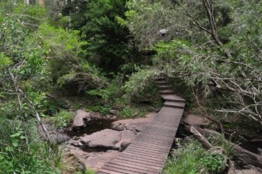 Yabba Creek Curcuit Jimna State Forest 008 DSC 0391 Yabba Creek Curcuit Jimna State Forest 008 DSC 0391