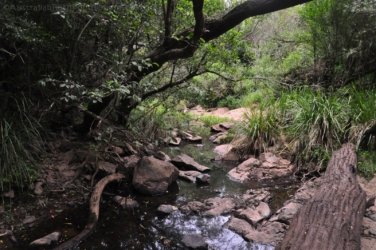 Yabba Creek Curcuit Jimna State Forest 010 DSC 0393 Yabba Creek Curcuit Jimna State Forest 010 DSC 0393