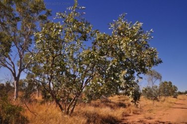 Banka Banka West 015 DSC 0359 Banka Banka West 015 DSC 0359