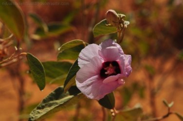 Banka Banka West 016 DSC 0360 Banka Banka West 016 DSC 0360