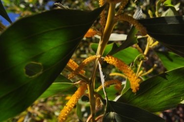 Banka Banka West 032 DSC 0376 Banka Banka West 032 DSC 0376