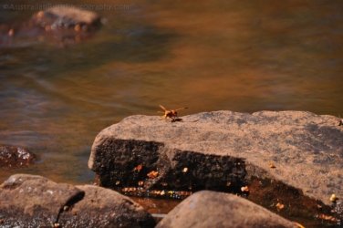 Banka Banka West 040 DSC 0384 Banka Banka West 040 DSC 0384