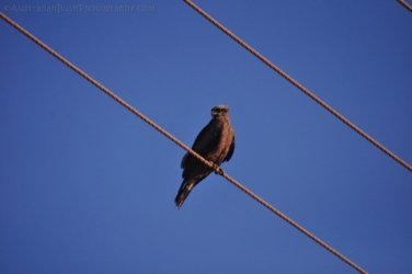 Larrimah 006 DSC 0415 Larrimah 006 DSC 0415