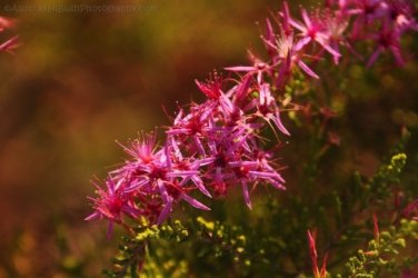 Larrimah 013 DSC 0422 Larrimah 013 DSC 0422