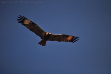 Larrimah 038 DSC 0448 Larrimah 038 DSC 0448