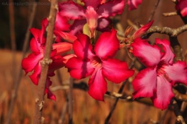 Larrimah 042 DSC 0455 Larrimah 042 DSC 0455