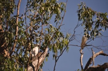 Manbulloo Homestead 035 DSC 0727 Manbulloo Homestead 035 DSC 0727