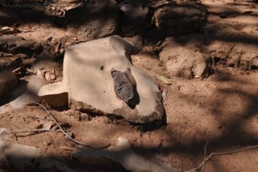 Manbulloo Homestead 043 DSC 0735 Manbulloo Homestead 043 DSC 0735