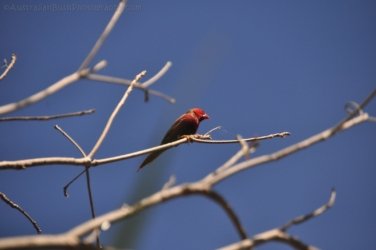 Manbulloo Homestead 051 DSC 0743 Manbulloo Homestead 051 DSC 0743