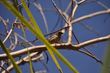 Manbulloo Homestead 052 DSC 0744 Manbulloo Homestead 052 DSC 0744