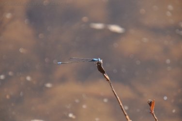 Manbulloo Homestead 060 DSC 0752 Manbulloo Homestead 060 DSC 0752