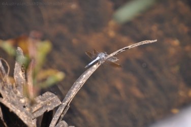 Manbulloo Homestead 067 DSC 0759 Manbulloo Homestead 067 DSC 0759