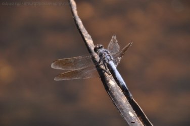 Manbulloo Homestead 069 DSC 0761 Manbulloo Homestead 069 DSC 0761