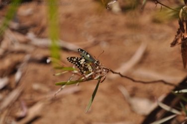 Manbulloo Homestead 072 DSC 0764 Manbulloo Homestead 072 DSC 0764