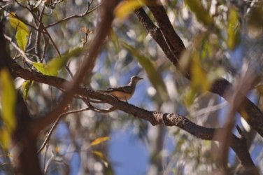Manbulloo Homestead 074 DSC 0766 Manbulloo Homestead 074 DSC 0766