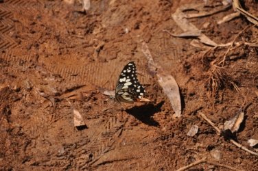 Manbulloo Homestead 087 DSC 0779 Manbulloo Homestead 087 DSC 0779