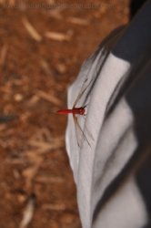 Manbulloo Homestead 095 DSC 0787 Manbulloo Homestead 095 DSC 0787