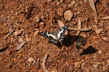 Manbulloo Homestead 099 DSC 0791 Manbulloo Homestead 099 DSC 0791