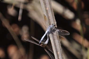 Manbulloo Homestead 103 DSC 0795 Manbulloo Homestead 103 DSC 0795