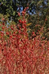 Manbulloo Homestead 105 DSC 0797 Manbulloo Homestead 105 DSC 0797