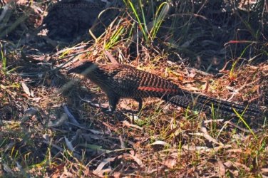 Manbulloo Homestead Caravan Park 007 DSC 0617 JPG 1 Manbulloo Homestead Caravan Park 007 DSC 0617 JPG 1