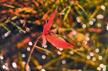 Manbulloo Homestead Caravan Park 014 DSC 0624 JPG Manbulloo Homestead Caravan Park 014 DSC 0624 JPG