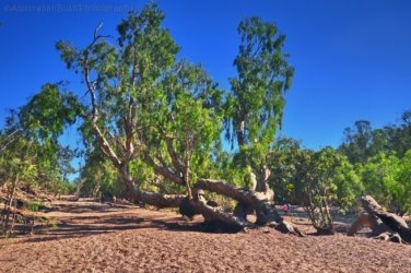 Manbulloo Homestead Caravan Park 020 DSC 0630 JPG Manbulloo Homestead Caravan Park 020 DSC 0630 JPG