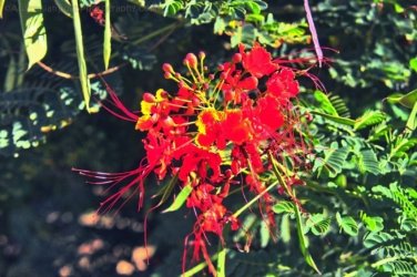 Manbulloo Homestead Caravan Park 021 DSC 0631 JPG Manbulloo Homestead Caravan Park 021 DSC 0631 JPG