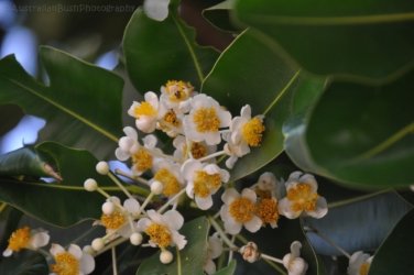 Darwin Waterfront 018 DSC 0816 Darwin Waterfront 018 DSC 0816