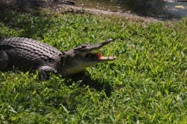Darwin Crocodilus Park 001 DSC 0861 scaled Darwin Crocodilus Park 001 DSC 0861 scaled