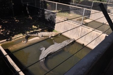 Darwin Crocodilus Park 003 DSC 0863 scaled Darwin Crocodilus Park 003 DSC 0863 scaled